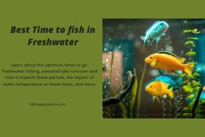 Best time for freshwater fishing