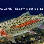 How to Catch Rainbow Trout in a lake?