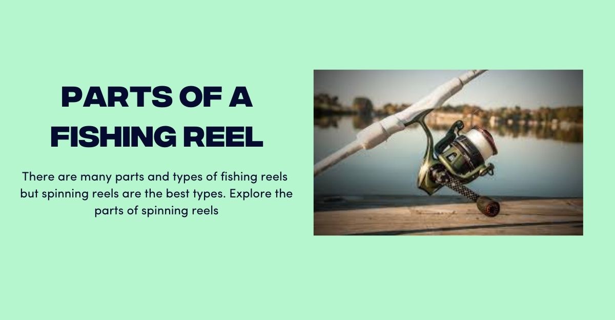 Parts of fishing reels