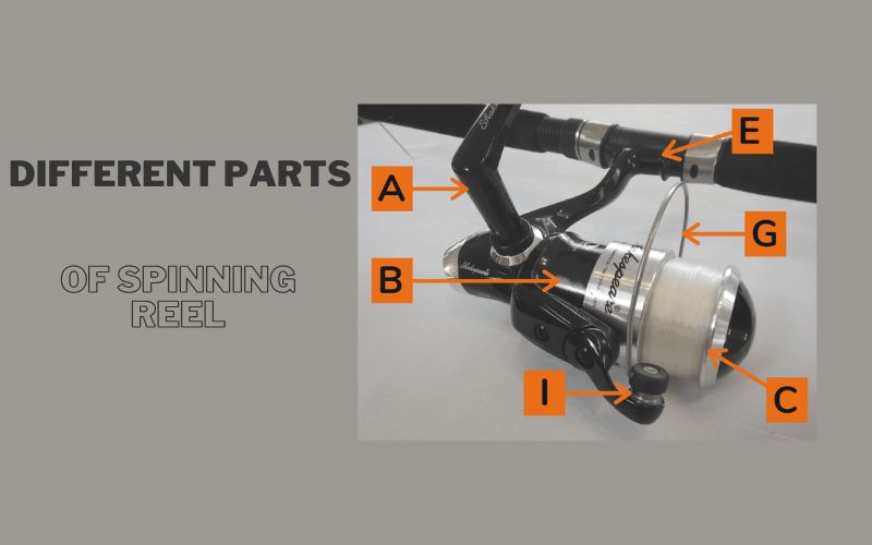 Components of spinning reel