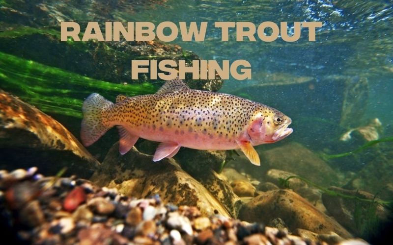 best time of day to fish for rainbow trout