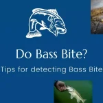 Do Bass bite- A Complete Guide