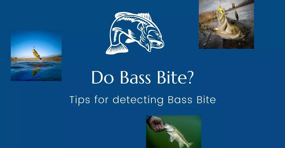 Tips for Bass Bite