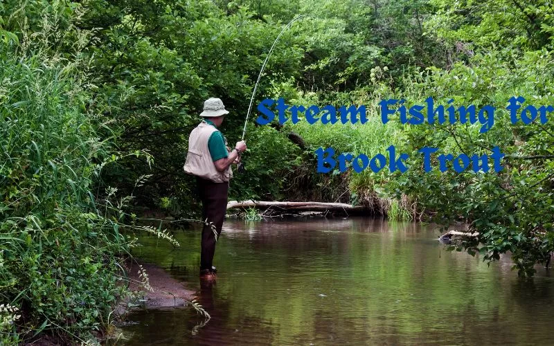 Stream Fishing for Brook Trout