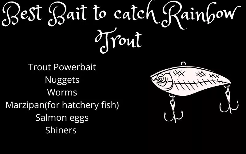 Baits for catching Rainbow trout