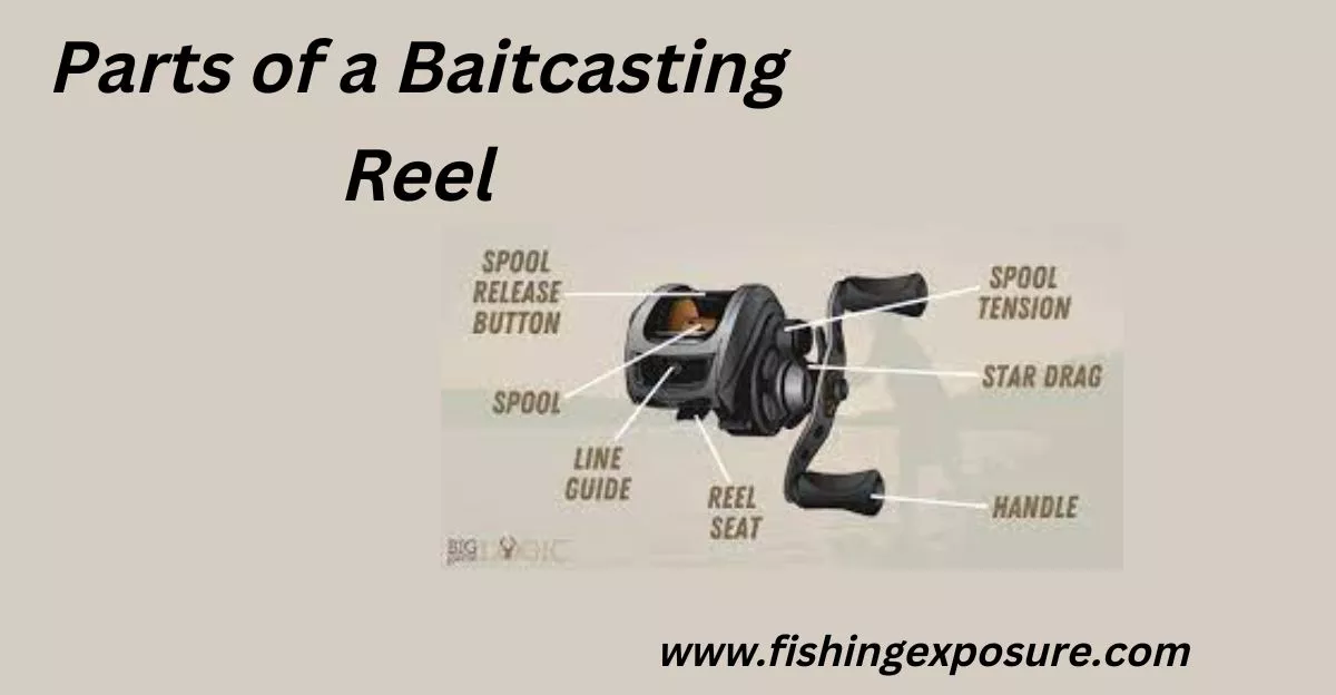 Parts of a Baitcasting Reel