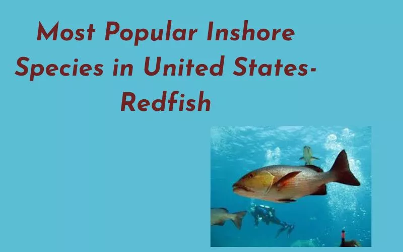 Redfish- Inshore Specie in US