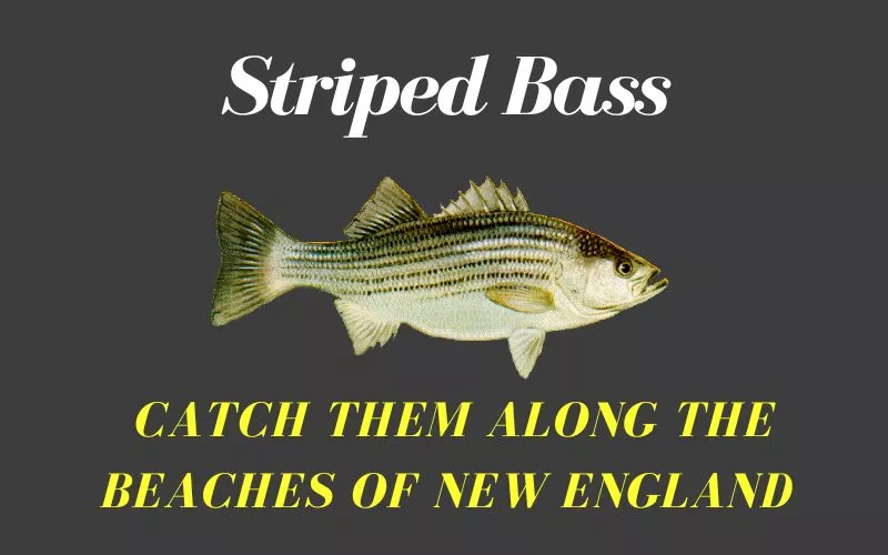 Striped Bass-An amazing inshore fishing specie