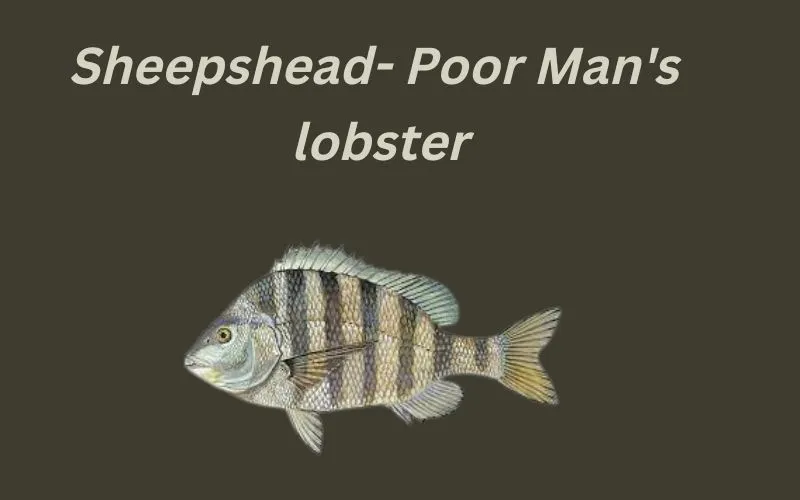Sheepshead- Poor men's lobster