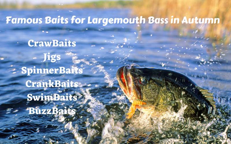 Largemouth Bass in Autumn