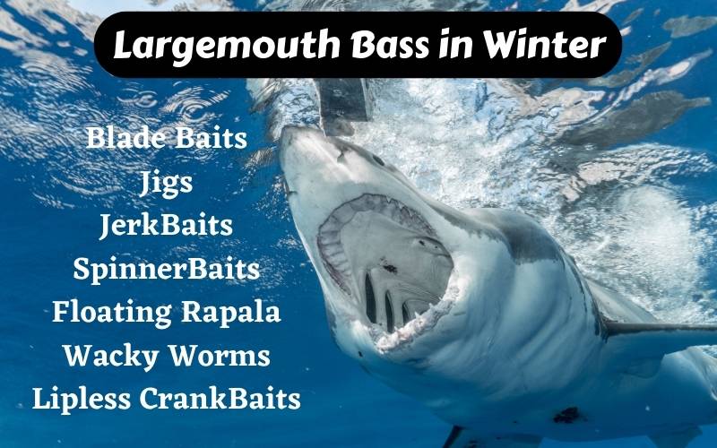 Largemouth Bass in winter