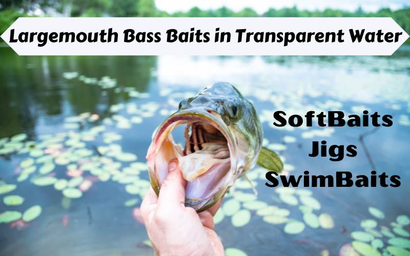 Largemouth Bass Baits in Transparent water