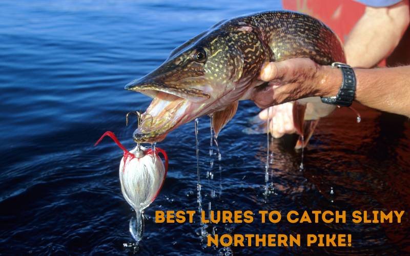 Lures to catch Northern Pike