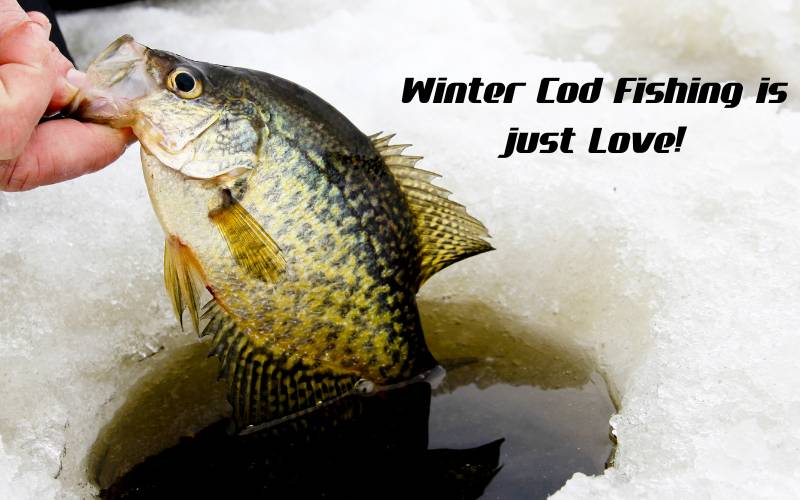 Cod Fish in Winter