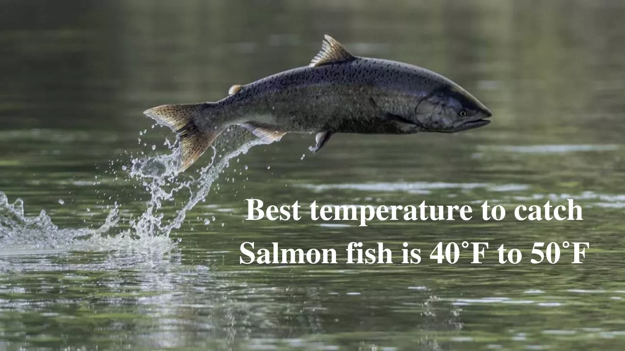 Best temperature to catch Salmon fish