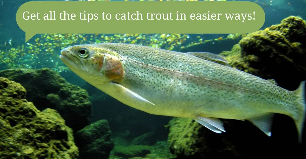 Ways to catch Trout