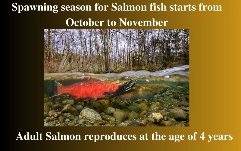 Salmon fishing season