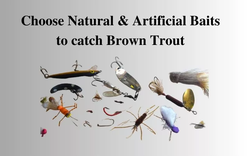 Baits to catch Brown trout