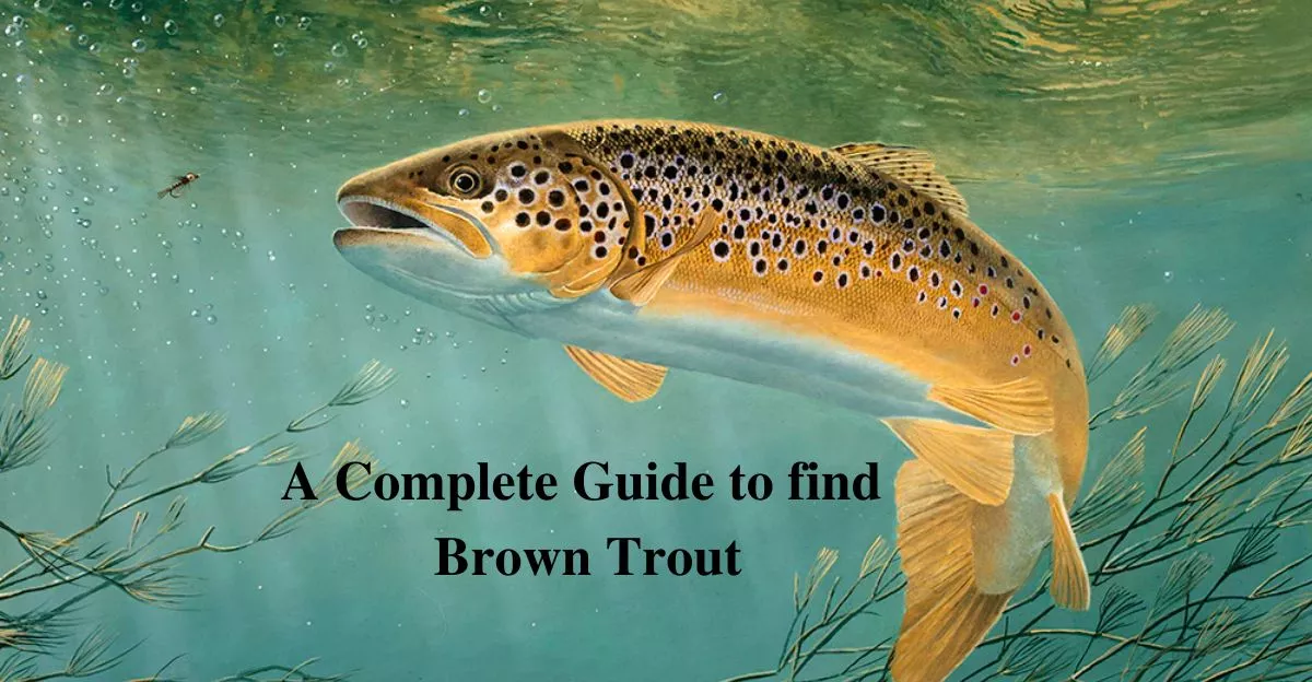 Complete guide to find Brown Trout