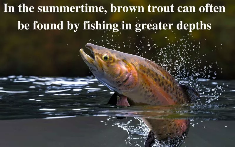 Brown Trout in Ponds