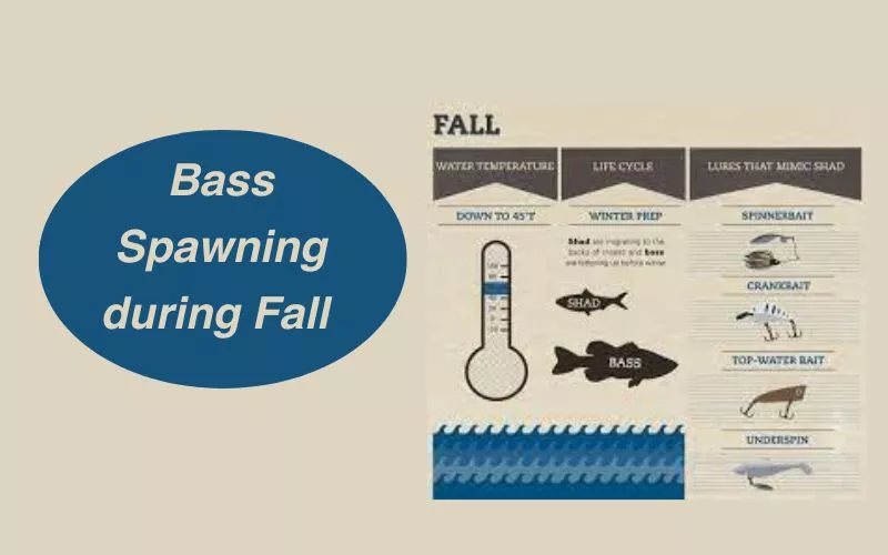 Bass Spawning during Fall