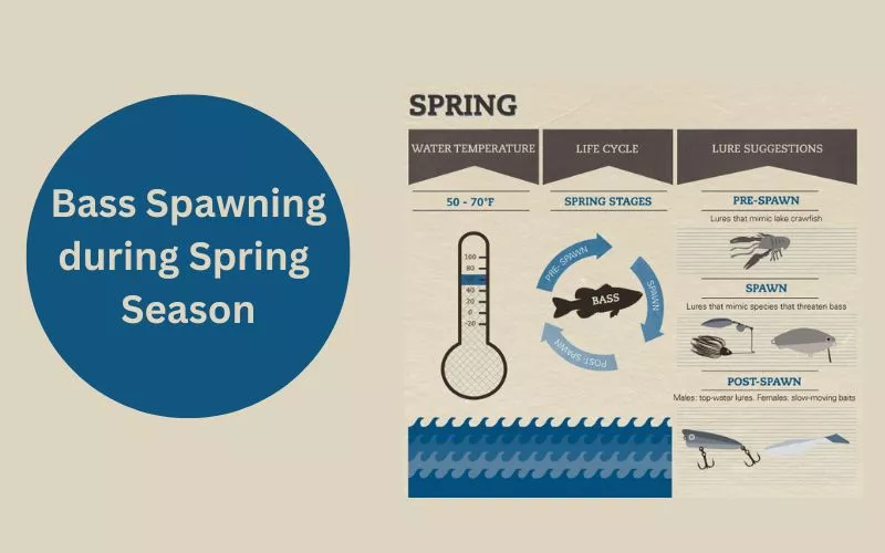 Bass Spawning Season Implications for Beginners 2023